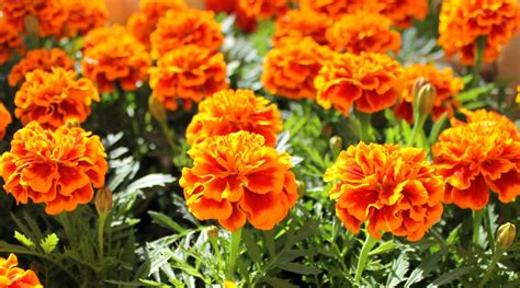The History and Origins of Marigolds