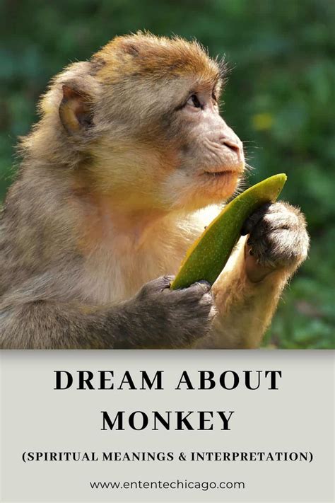 The Impact of Ape and Monkey Dreams on Personal Development and Metamorphosis