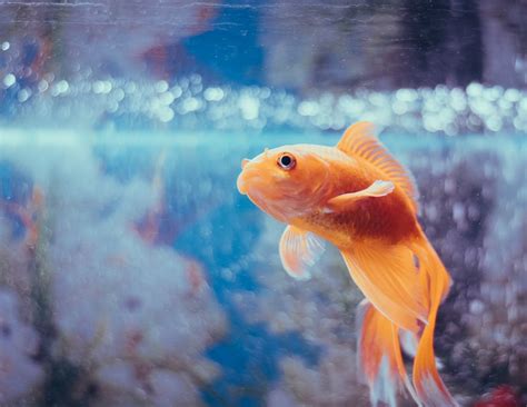 The Impact of Dreams About Sick Goldfish on Emotional Well-being