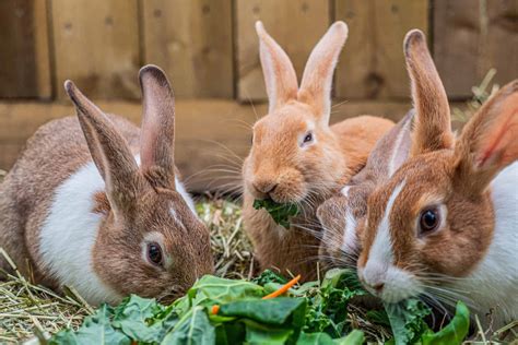 The Impact of Neglecting Rabbit Feeding