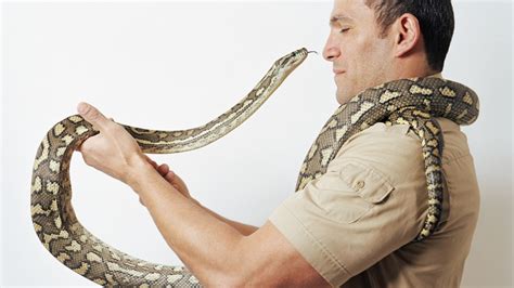 The Impact of Snake Size on Deciphering Dreams