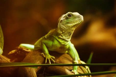 The Importance of Lizards in the Interpretation of Dreams