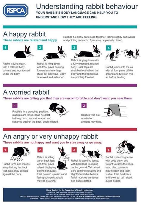 The Importance of a Proper Diet in Shaping Rabbit Behavior