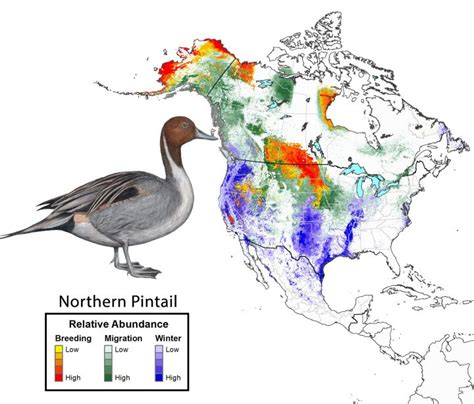 The Incredible Migration Routes of Ducks
