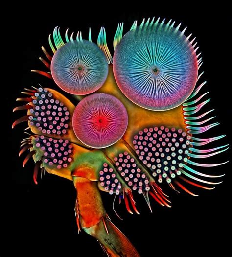 The Incredible Universe of Microscopic Creatures: A Deeper Dive into Their Fantasies