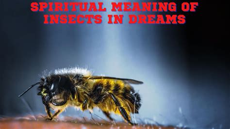 The Influence of Insects in Dreams