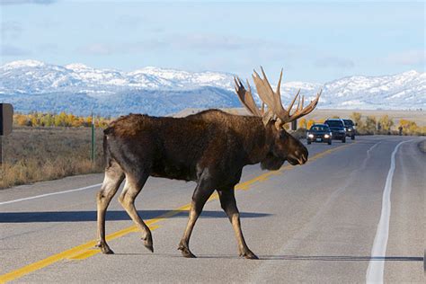 The Influence of Moose Sprinting on Their Habitat