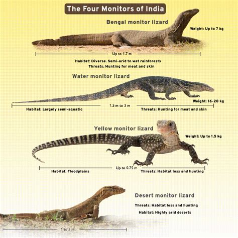 The Influence of Nature on the Psyche: Exploring Monitor Lizard Dreams