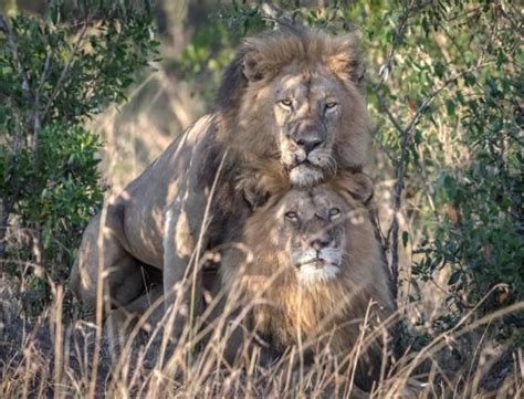 The Interconnection Between Lion Encounters and Personal Relationships