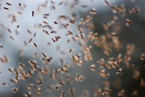 The Intrigue Behind Dreams Enveloped in Swarms of Tiny Insects