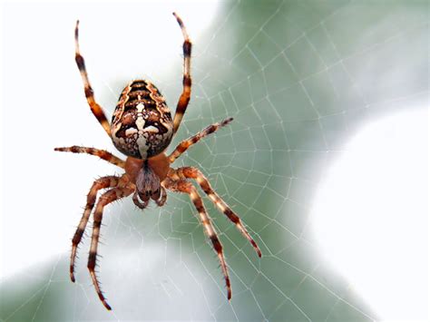 The Intriguing Connection between Spiders and our Subconscious