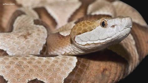 The Intriguing Cultural Perceptions of Non Venomous Snakes in Dream Analysis