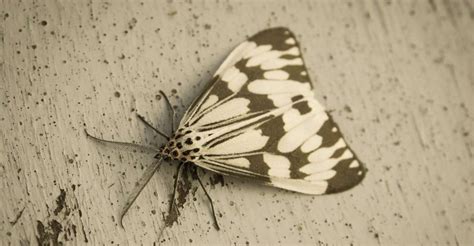 The Intriguing Phenomenon of Moth Assaults in Dreams
