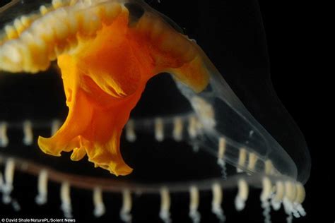 The Intriguing Sleep Patterns of Miniature Marine Creatures: Unveiling the Profound Imaginations