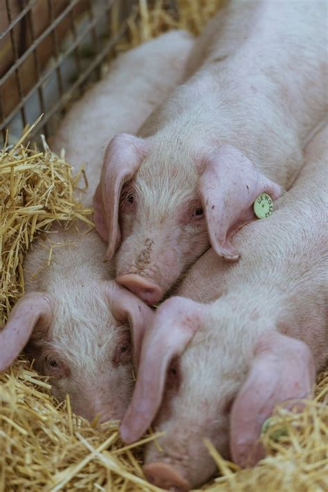 The Irresistible Charm of Companion Pigs: Exploring Their Qualities Beyond Agriculture