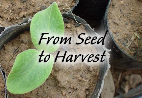 The Journey from Seed to Harvest