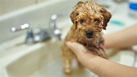 The Joy of Bathing a Puppy: A Soothing Experience for Dog Enthusiasts