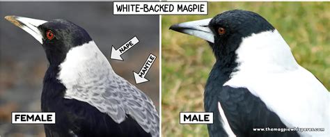 The Lifespan of Magpies: Can They Cheat Death?