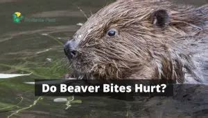 The Link Between Beaver Bites and Personal Relationships