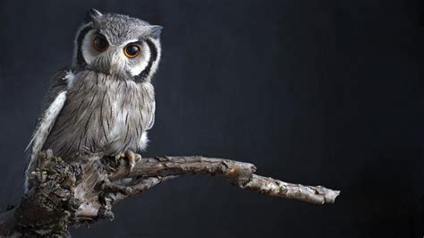 The Link Between Owls and Death: Myth or Reality?