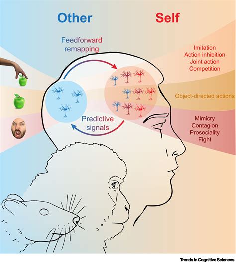 The Link Between Self-Perception and The Act of Trimming Extensive Tresses in Subconscious Visions