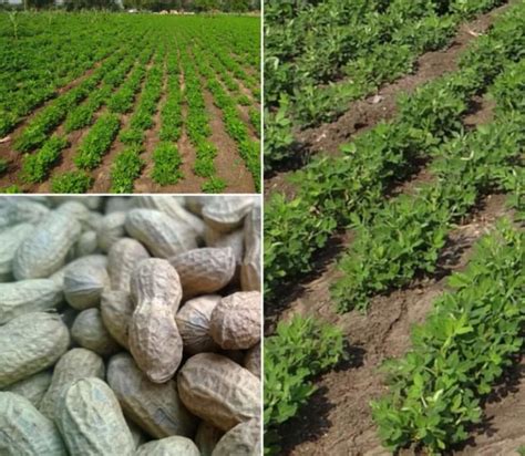 The Lucrative Market for Groundnut Products