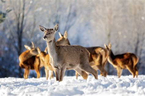 The Magic of Interacting with Wild Deer: An Unforgettable Experience