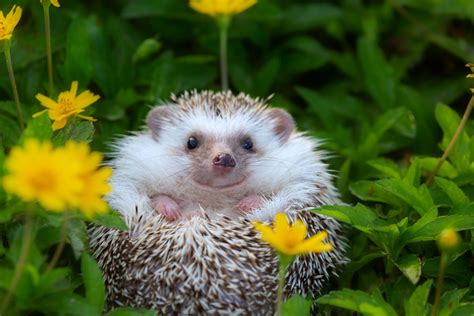 The Magic of Tiny Hedgehogs: A Whimsical Encounter