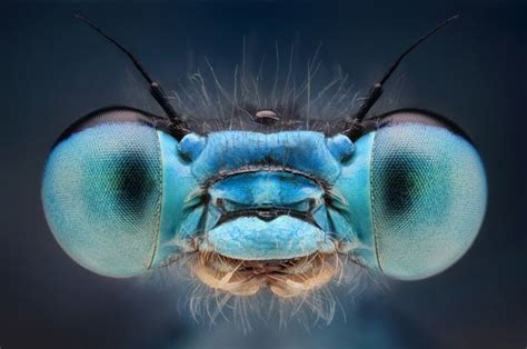 The Magnificent Beauty of the Astonishing Azure Insect