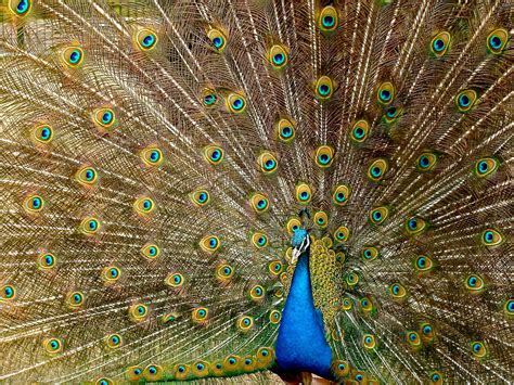 The Magnificent Hues of a Peacock's Plumage