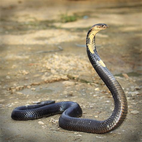 The Majestic Beauty of the King Cobra