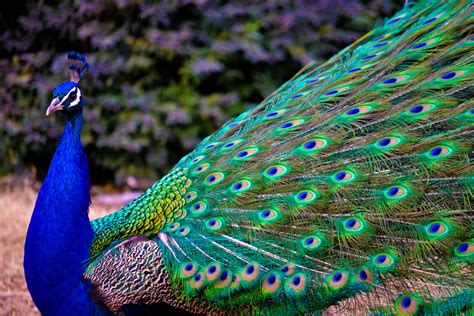 The Majestic Colors of a Peacock's Plumage