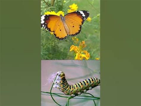 The Majestic Journey of Lepidoptera: Unveiling the Wonders of its Life Cycle