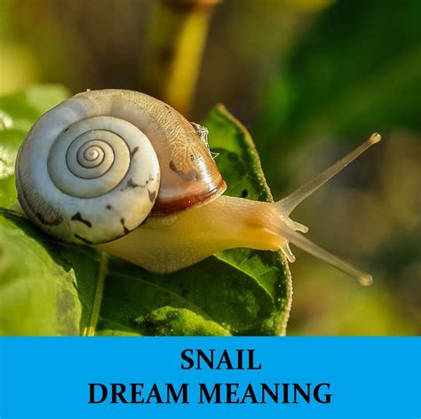 The Many Manifestations of Snails in Dreams: Deciphering the Veiled Messages