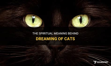 The Meaning Behind Dreaming of Darling Kittens