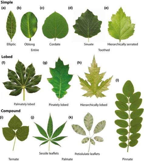 The Meaning behind White Leaves in Various Cultures