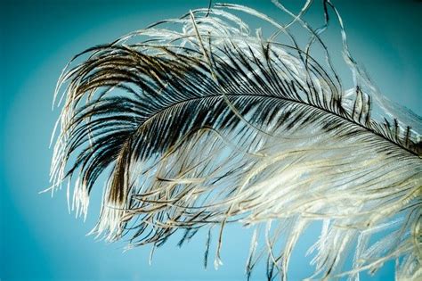 The Meaning of Feathers in the Analysis of Dreams