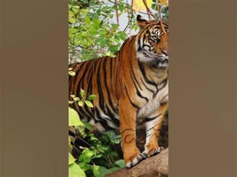 The Mighty Presence and Grandeur of Tigers