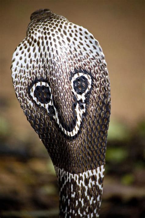 The Mysterious Hood of the Indian Cobra
