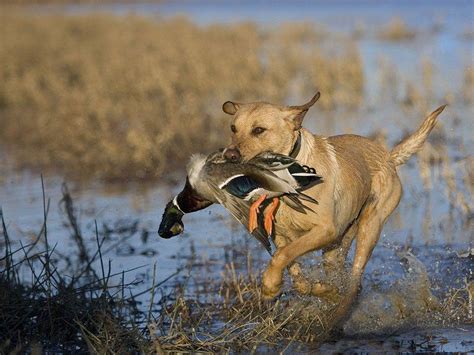 The Mysterious Insights into the Subconscious World of Hunting Canines