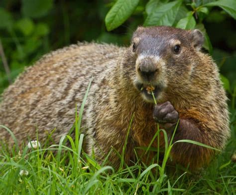 The Mysterious Realm of Groundhogs