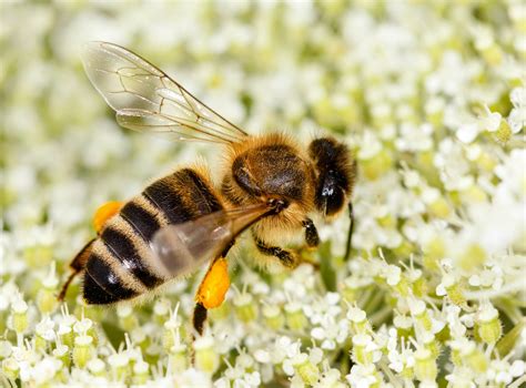 The Mysterious Realm of Honeybee Courtship