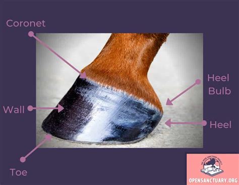 The Mysterious Significance of Equine Hoof Visions
