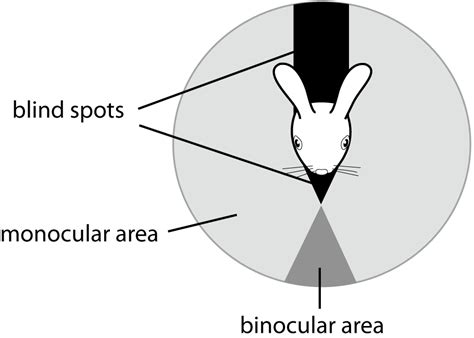 The Mythological Significance of Glimpses into the Enigmatic World of Rabbit Vision