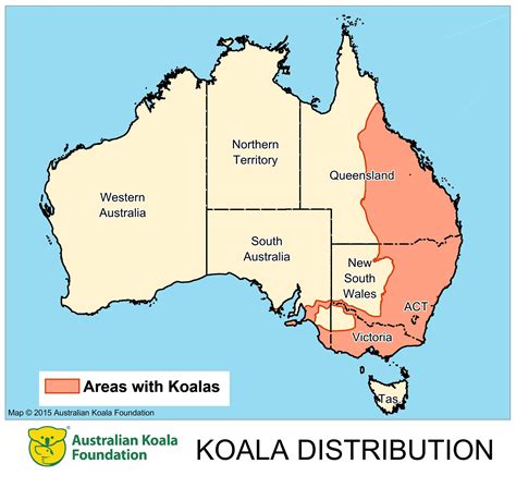 The Natural Habitat and Distribution of Koalas