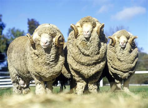 The Origins and Historical Significance of Sumptuous Sheep Wool