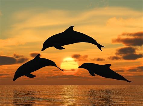 The Perceived Threat: Understanding the Dolphin as a Symbol