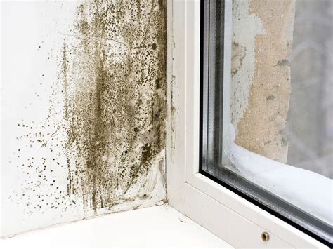 The Persistent Invader: Recognizing Common Areas for Mold Development