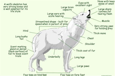 The Physical Characteristics and Adaptations of the Enigmatic Snow Wolf