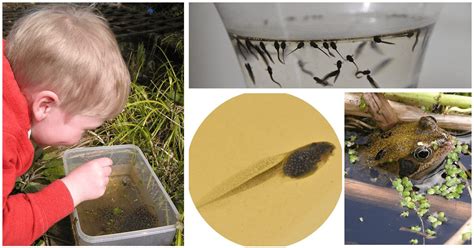 The Pleasures and Difficulties of Raising Tadpoles as Companions